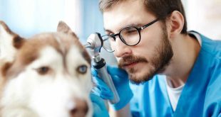 Is Owning a Vet Clinic Profitable?