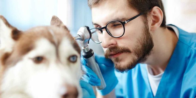 Is Owning a Vet Clinic Profitable?