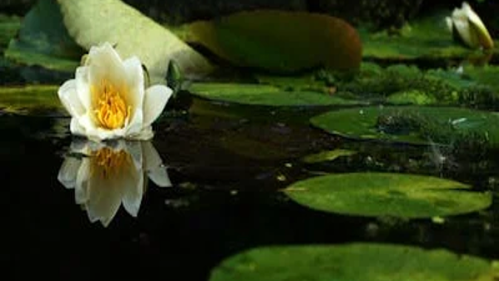 5 Ways that a Water Feature Can Boost Your Garden Image