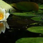 5 Ways that a Water Feature Can Boost Your Garden Image
