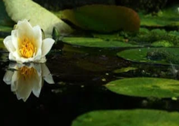 5 Ways that a Water Feature Can Boost Your Garden Image