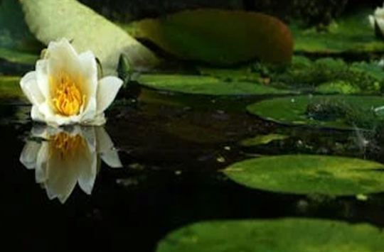5 Ways that a Water Feature Can Boost Your Garden Image