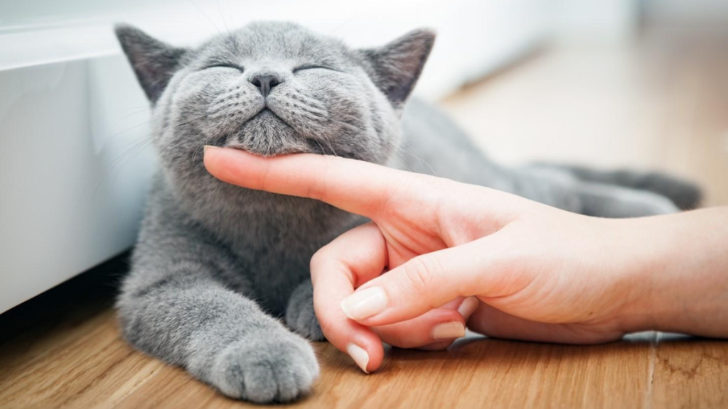 Condo Cats How to Keep Your Feline Friend Happy Indoors