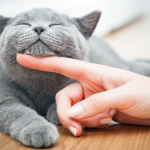 Condo Cats How to Keep Your Feline Friend Happy Indoors