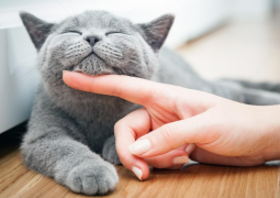 Condo Cats How to Keep Your Feline Friend Happy Indoors
