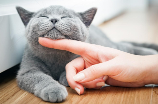 Condo Cats How to Keep Your Feline Friend Happy Indoors