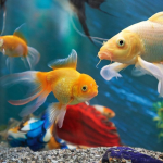5 Reasons Pet Fishes are Perfect for Condos