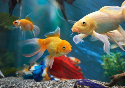 5 Reasons Pet Fishes are Perfect for Condos