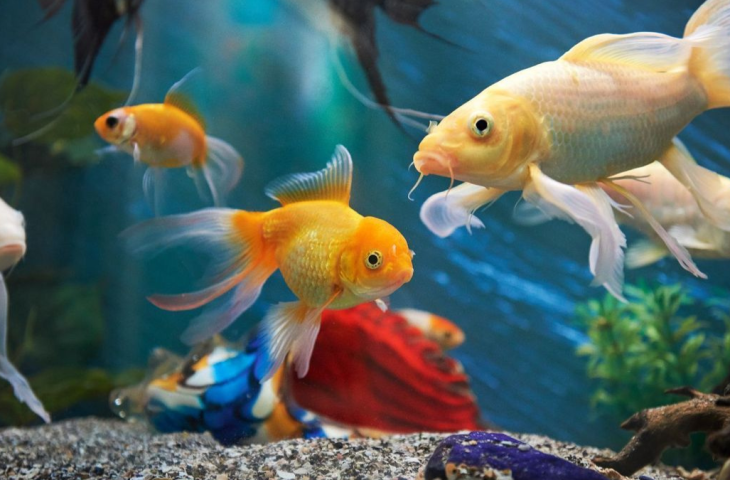 5 Reasons Pet Fishes are Perfect for Condos