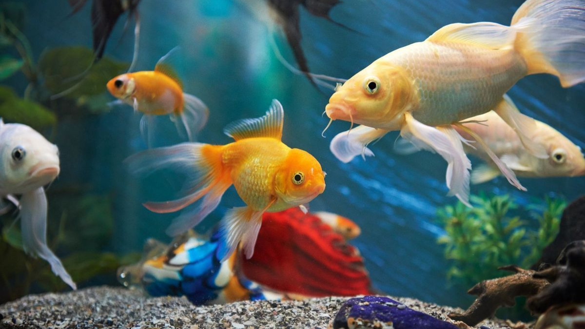 5 Reasons Pet Fishes are Perfect for Condos