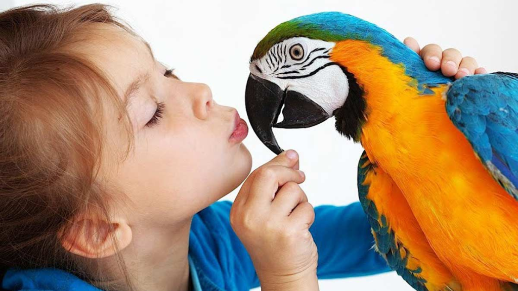 5 Reasons to Pick a Bird as Your Next Pet