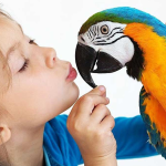 5 Reasons to Pick a Bird as Your Next Pet