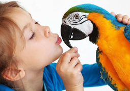 5 Reasons to Pick a Bird as Your Next Pet