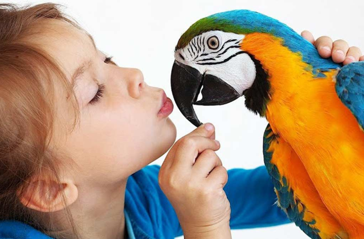 5 Reasons to Pick a Bird as Your Next Pet