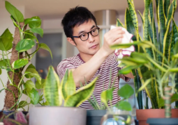 The Healing Power of Greenery Bringing Nature into Your Condo