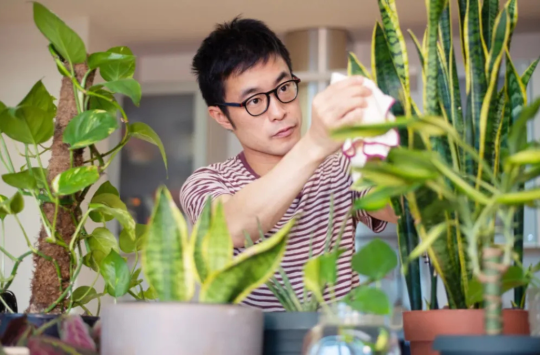 The Healing Power of Greenery Bringing Nature into Your Condo